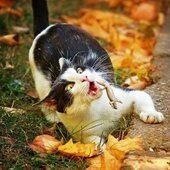 Макс Котов
